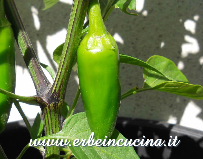 Peperoncino Jalapenona non ancora maturo / Unripe Jalapenona chili pod