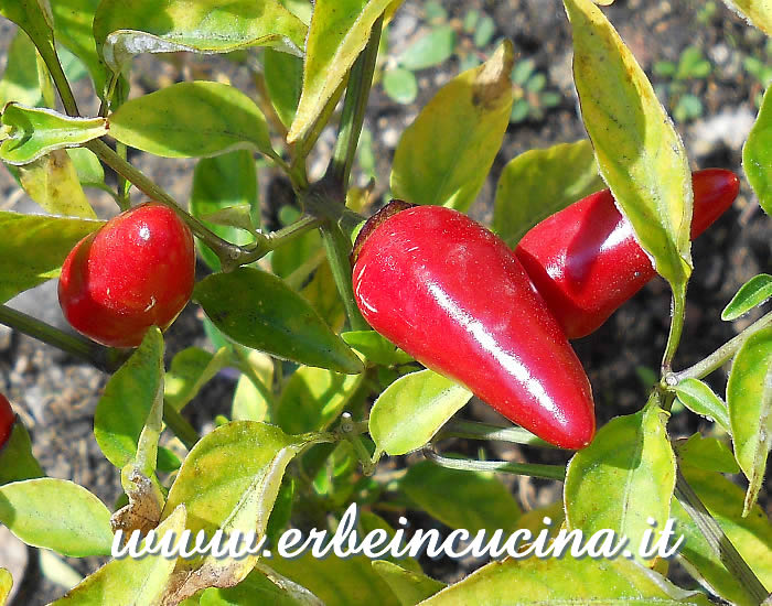 Peperoncini Jalapeno Purple maturi  / Ripe Jalapeno Purple chili pods