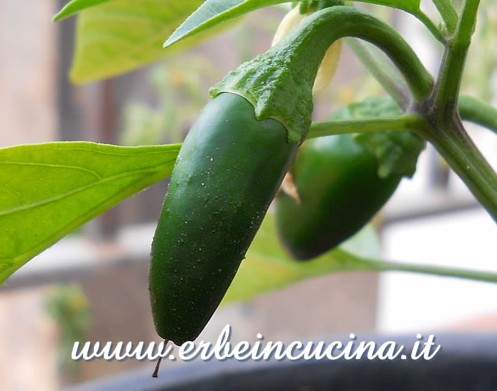 Peperoncino Jalapeno Tam Vera Cruz non ancora maturo / Unripe Jalapeno Tam Vera Cruz Chili pod