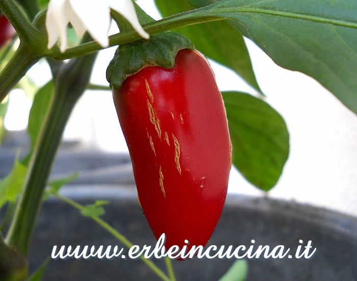 Peperoncino Jalapeno Tam Vera Cruz maturo / Ripe Jalapeno Tam Vera Cruz Chili pod