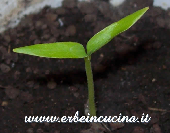 Jalapeno Jaloro appena nato / Newborn Jalapeno Jaloro chili plant