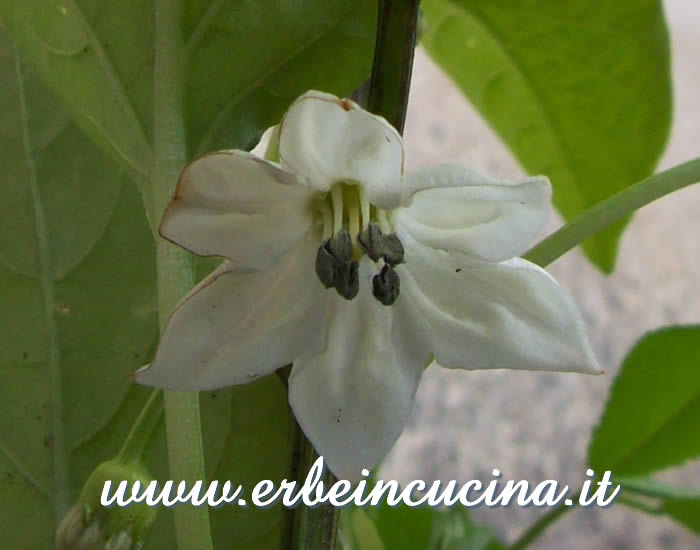 Primo fiore di Jalapeno Jaloro / Jalapeno Jaloro, first flower