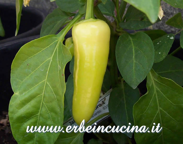 Peperoncino Jalapeno Jaloro non ancora maturo / Unripe Jalapeno Jaloro chili pepper pod