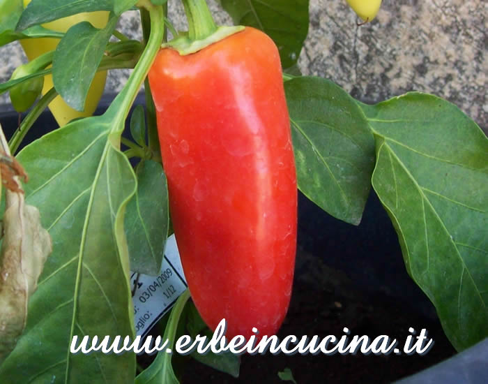 Peperoncino Jalapeno Jaloro maturo / Ripe Jalapeno Jaloro chili pepper pod