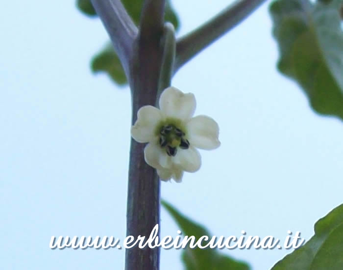 Fiore di peperoncino Jamaican Red Hot / Jamaican Red Hot chili pepper flower