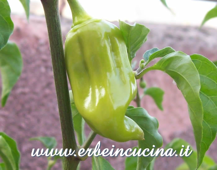 Peperoncino Jamaican Red Hot non ancora maturo / Unripe Jamaican Red Hot chili pepper pod