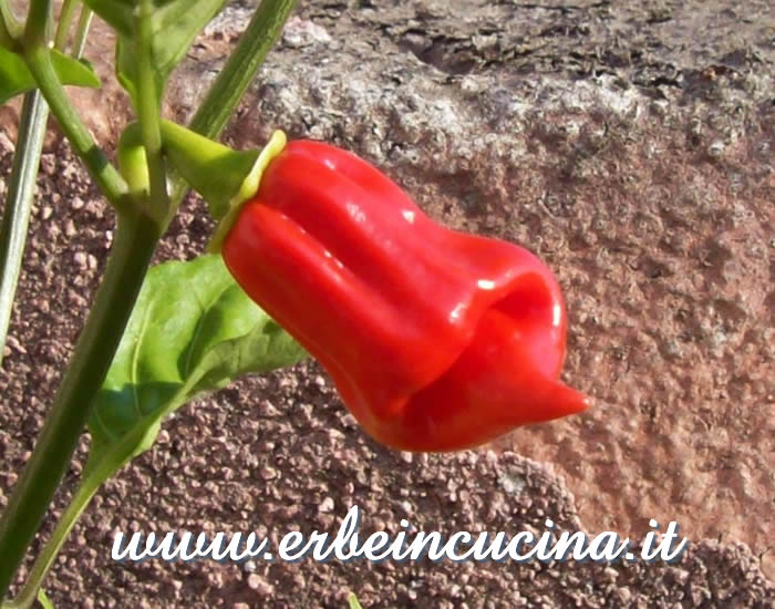 Peperoncino Jamaican Red Hot maturo / Ripe Jamaican Red Hot chili pepper pod