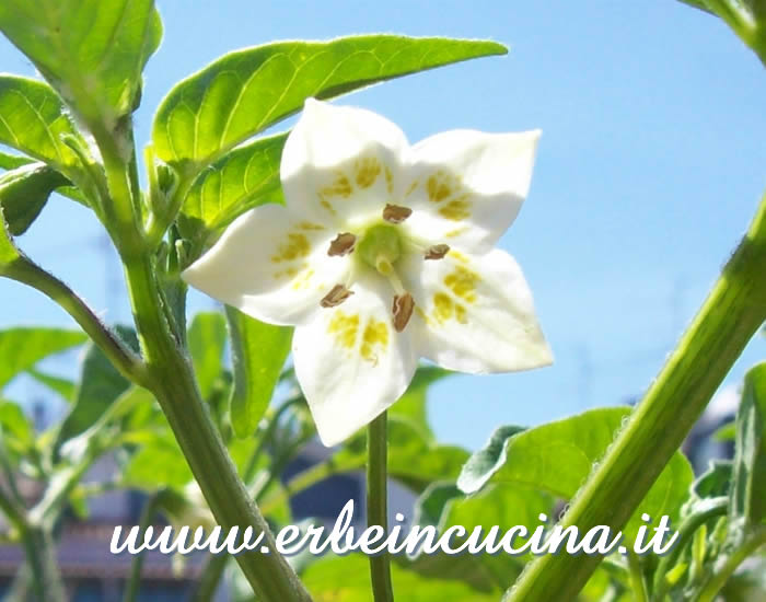 Fiore di peperoncino Jamy / Jamy Pepper chili pepper flower