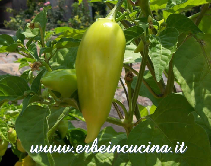 Peperoncino Jamy non ancora maturo / Unripe Jamy chili pepper pod