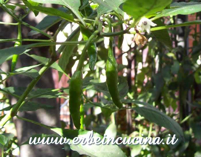 Peperoncini 'Kacha' Morich non ancora maturi / Unripe 'Kacha' Morich chili pepper pods