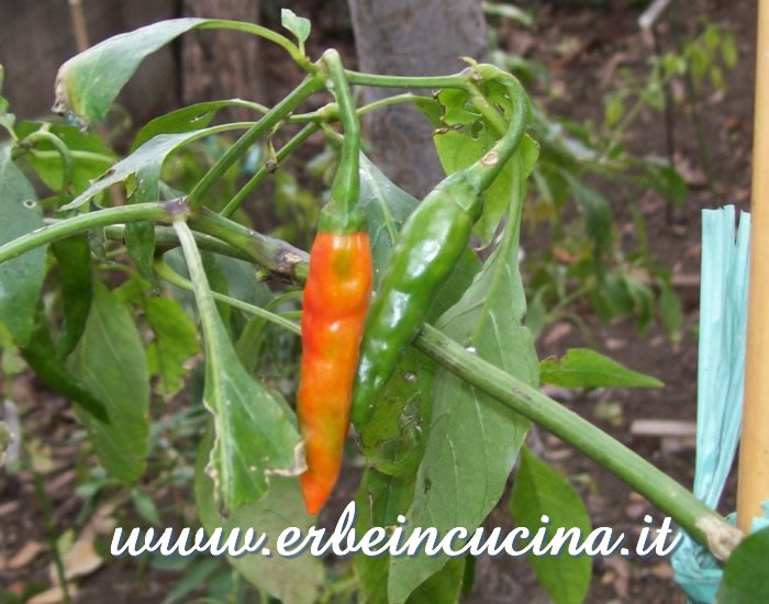 Peperoncini 'Kacha' Morich a vari stadi di maturazione / Ripe and Unripe 'Kacha' Morich chili pepper pods