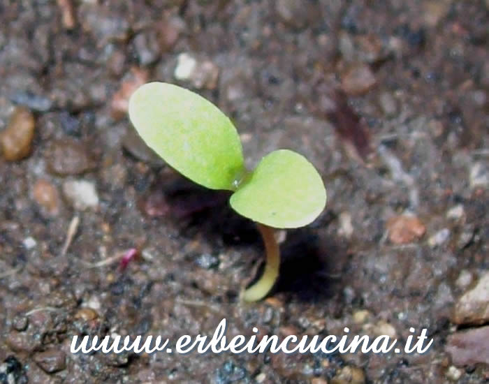 Nigella, pianta neonata / Newborn Nigella plant