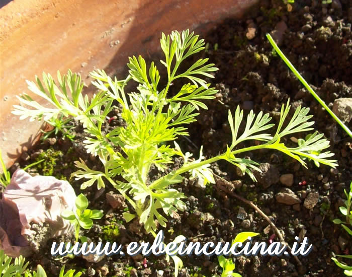 Nigella, giovane pianta / Young Nigella plant