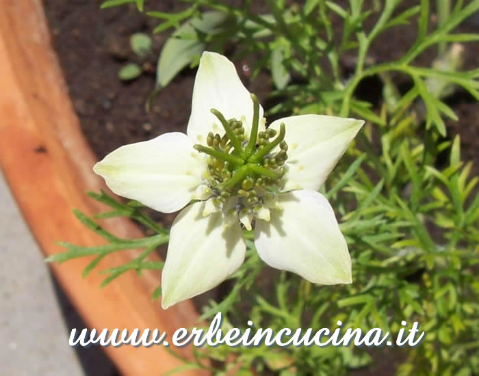 Fiore di Nigella (Cumino nero) / Nigella Flower