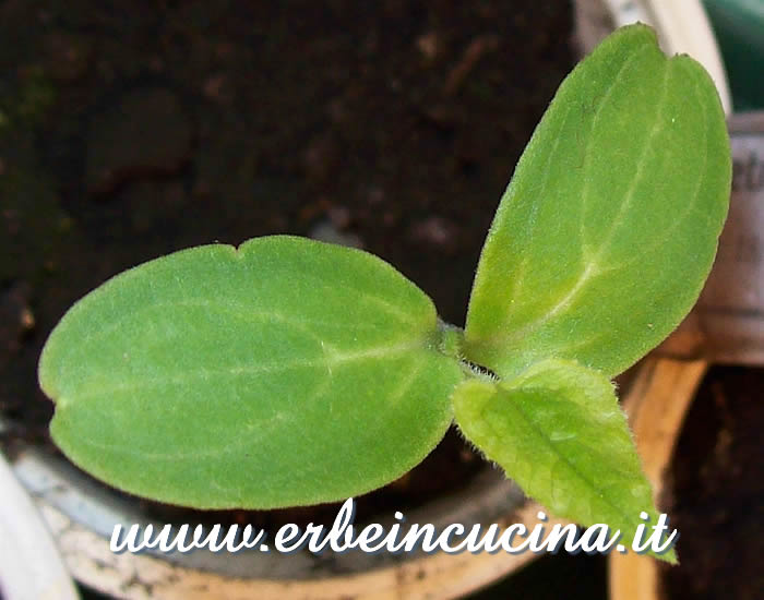 Cetriolo Kiwano, prima foglia vera / Kiwano Cucumber, first true leaf
