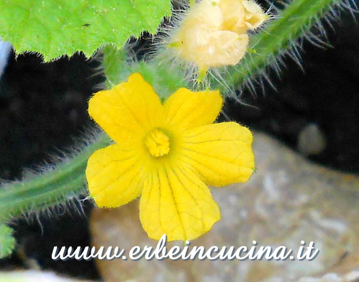 Fiore di cetriolo Kiwano / Kiwano Cucumber Flower