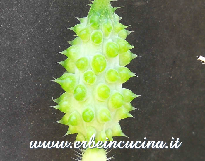 Piccolo cetriolo spinoso Kiwano / Small Kiwano Cucumber