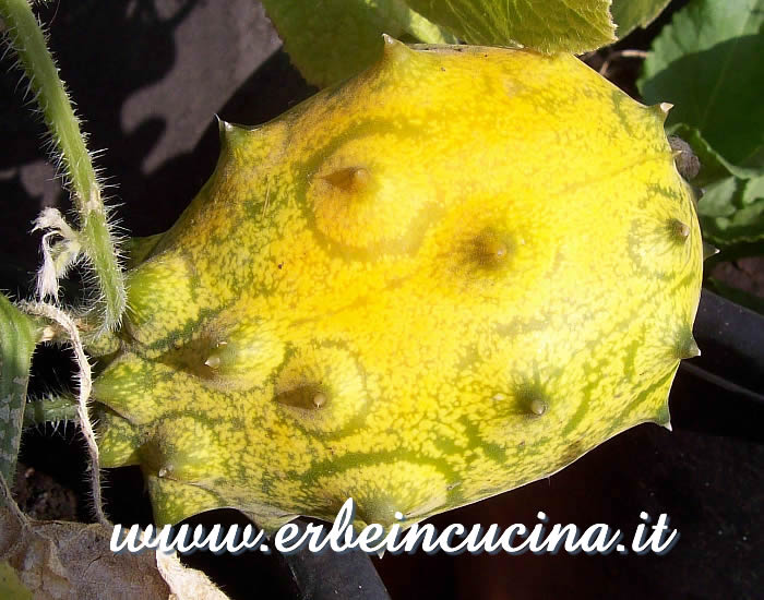 Cetriolo africano spinoso Kiwano pronto da raccogliere / Kiwano Cucumber, ready to be harvested