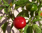 Large Cherry