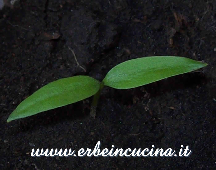 Peperoncino Large Cherry appena nato / Newborn Large Cherry chili pepper plant