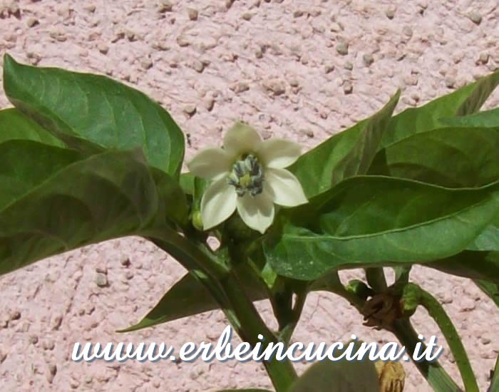Fiore di Peperoncino Large Cherry / Large Cherry chili pepper flower