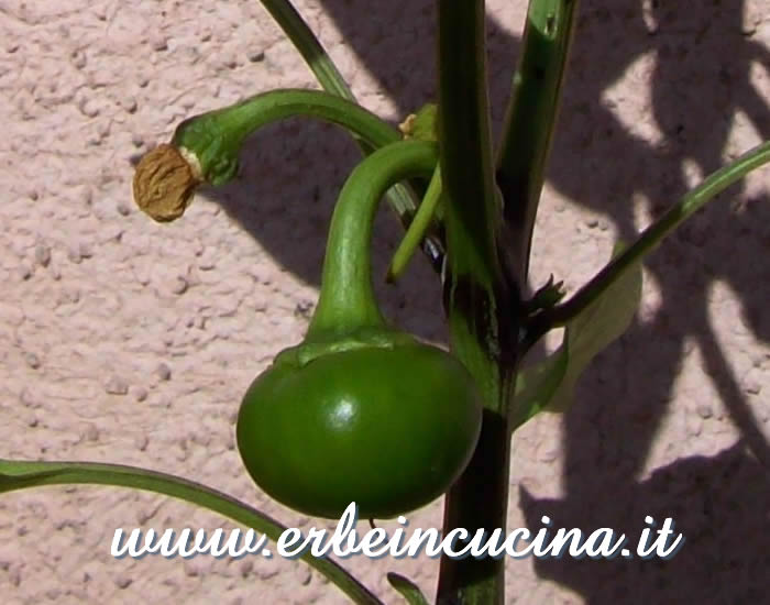 Peperoncino Large Cherry non ancora maturo / Unripe Large Cherry chili pepper pod