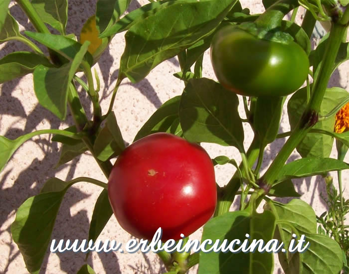 Peperoncini Large Cherry a vari stadi di maturazione / Ripe and unripe Large Cherry chili pepper pods