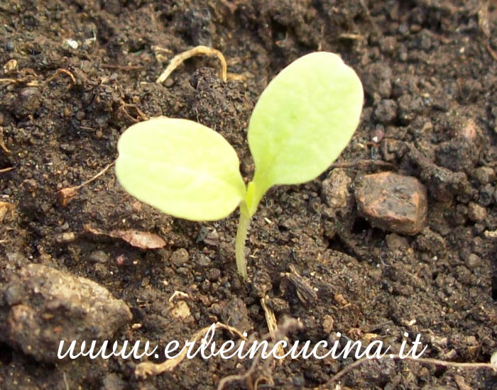 Piantina neonata di lattuga American Brown / American Brown Lettuce, newborn plant