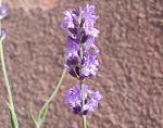 Lavanda