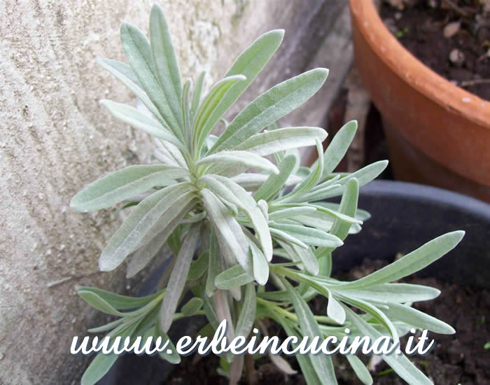 Pianta di lavanda da talea / Lavender plant started from cutting