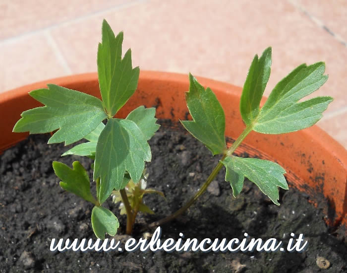 Giovane pianta di levistico / Lovage young plant