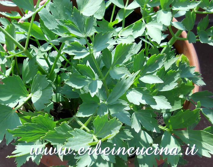 Levistico pronto da raccogliere / Lovage, ready to be harvested