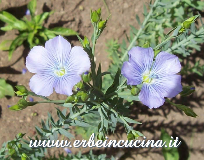 Fiori di lino / Flax flowers