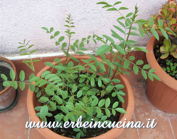 Liquirizia del secondo anno / Licorice plants, two years old