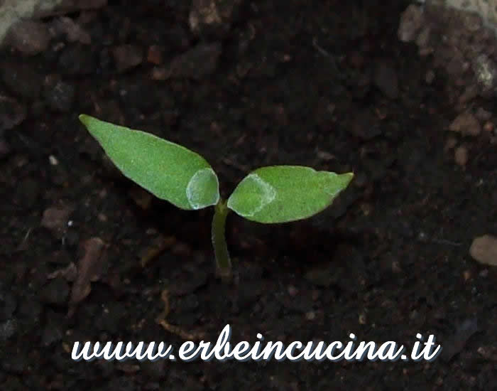 Peperoncino Little Nubian appena nato / Newborn Little Nubian chili plant