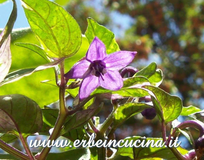 Fiore di peperoncino Little Nubian / Little Nubian chili pepper flower