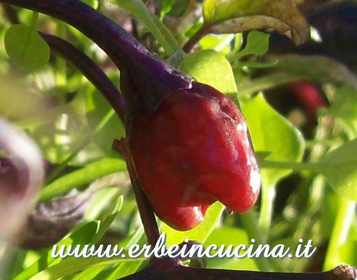 Peperoncino Little Nubian maturo / Ripe Little Nubian chili pepper pod