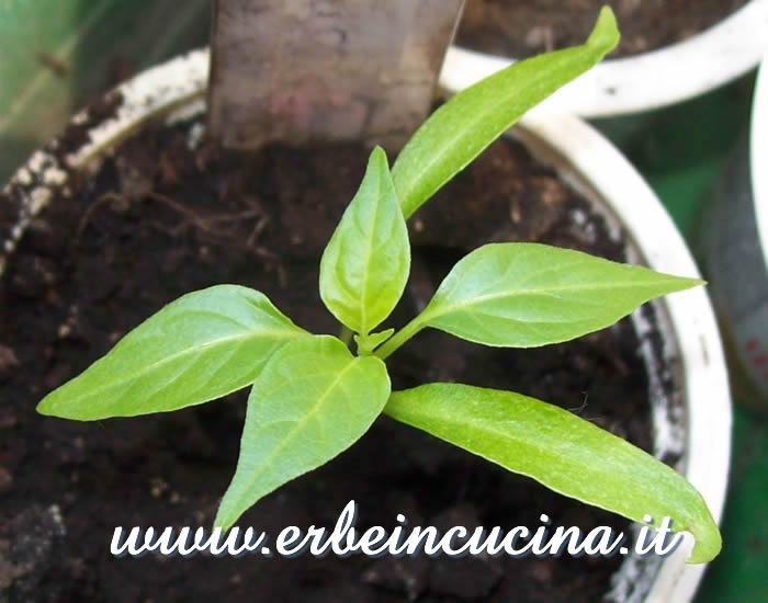 Giovane pianta di peperoncino Lombardo / Lombardo chili pepper, young plant