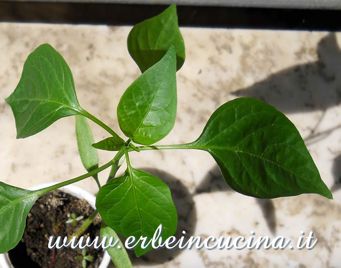 Giovane pianta di Long Yellow Ringo, da trapiantare / Long Yellow Ringo young plant, ready to be transplanted