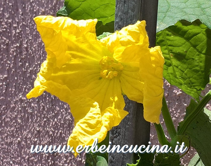 Fiore di luffa / Luffa flower