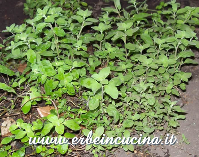 Foglie nuove / New leaves