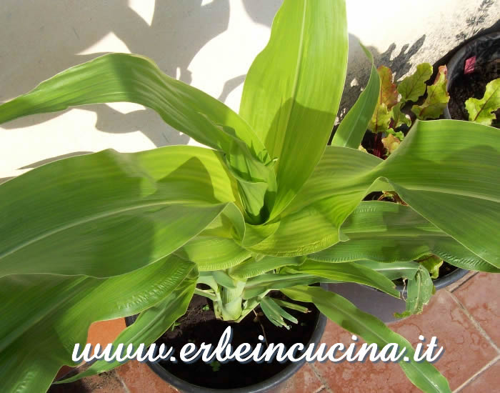 Giovane pianta di mais Black Aztec / Black Aztec Corn young plant