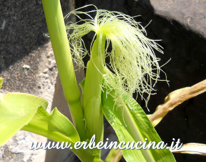 Piccola pannocchia di mais Black Aztec / Black Aztec Corn, small ear