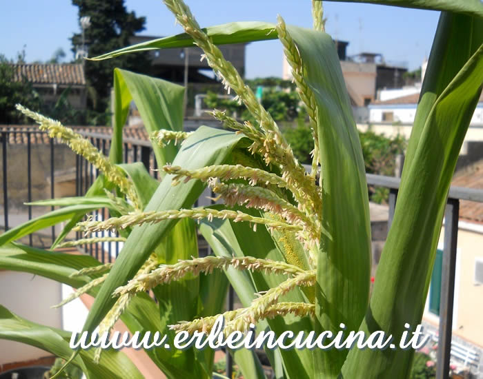 Fiori di mais Minipop / Sweetcorn Minipop flowers