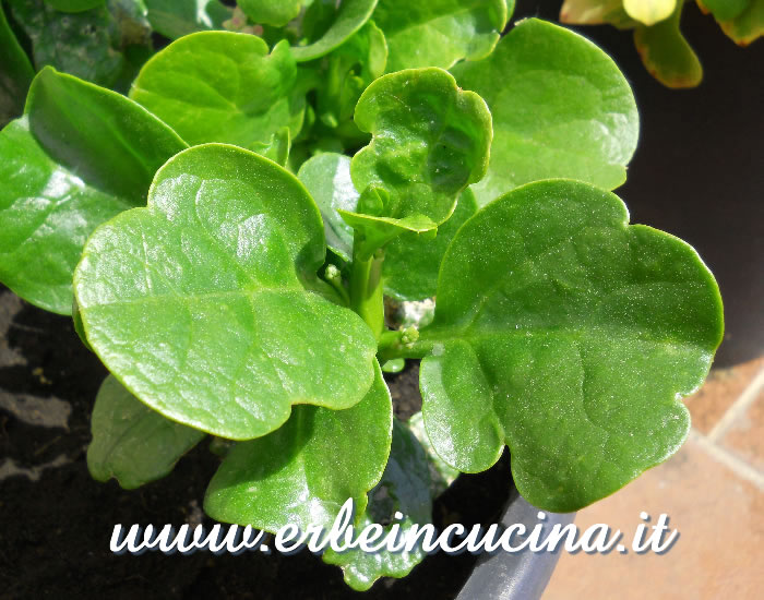 Spinaci indiani (malabar) pronti da raccogliere / Malabar, ready to be harvested