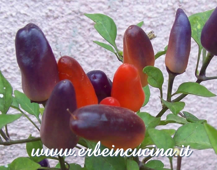 Peperoncini Masquerade a vari stadi di maturazione / Ripe and unripe Masquerade chili pepper pods