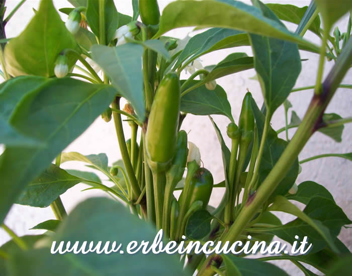 Peperoncini Mazzettonon ancora maturi / Unripe Mazzetto chili pepper pods