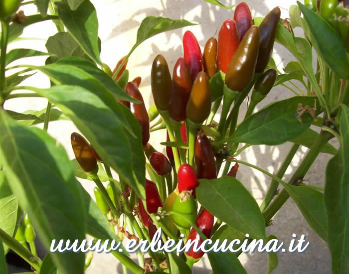 Peperoncini Mazzetto a vari stadi di maturazione / Ripe and unripe Mazzetto chili pepper pods