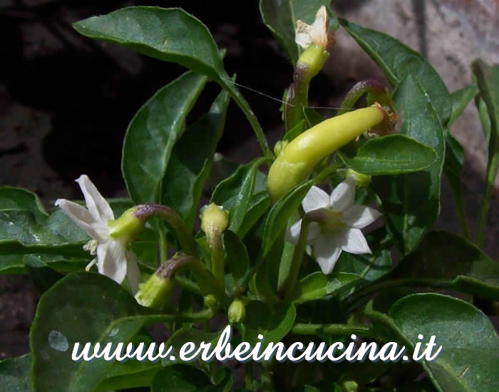 Peperoncino Medusa non ancora maturo / Unripe Medusa chili pepper pod
