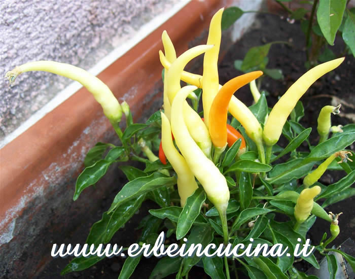 Peperoncini Medusa a vari stadi di maturazione / Ripe and unripe Medusa chili pepper pods